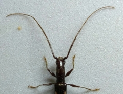 Neocompsa exclamationis