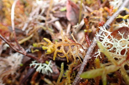 Mastigophora woodsii observed 2024-10-03