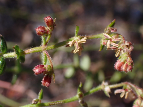 Gonocarpus teucrioides (Gonocarpus teucrioides)
