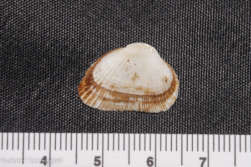 Fugleria illota observed 2024-03-09
