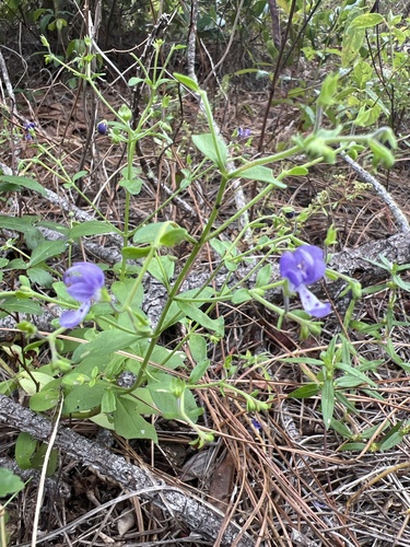 Hidden Bluecurls (Trichostema latens)