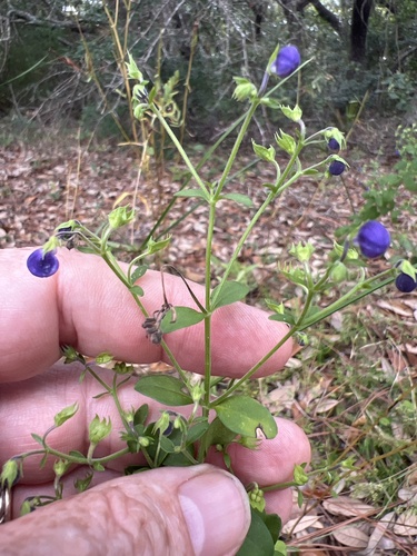 Image of Trichostema latens by no rights reserved