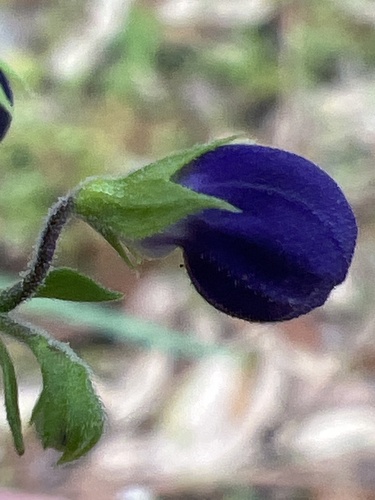 Image of Trichostema latens by no rights reserved