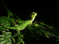 Enyalioides