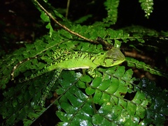 Enyalioides