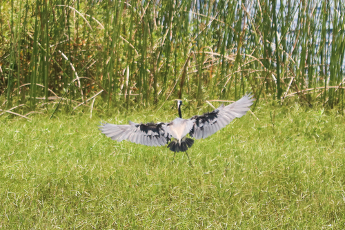 Egretta tricolor image