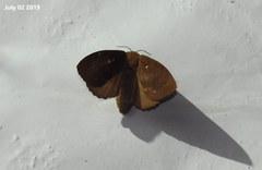 Dendrolimus superans