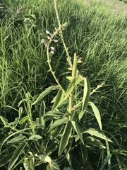 Desmodium illinoense