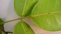 Rourea doniana