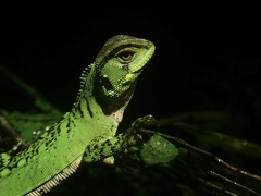 Enyalioides