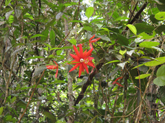 Passiflora margaritae