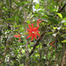 Passiflora margaritae - Photo (c) Bruno de Medeiros, algunos derechos reservados (CC BY), subido por Bruno de Medeiros