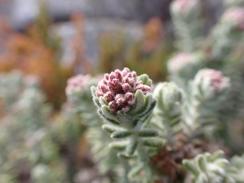 Image of Ozothamnus Buchananii (Ozothamnus buchananii) by (c) Nina Kerr, some rights reserved (CC BY)