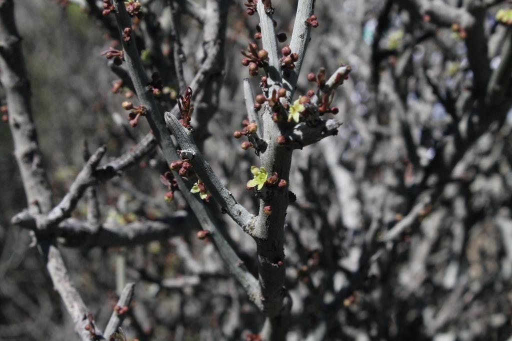Acanthothamnus