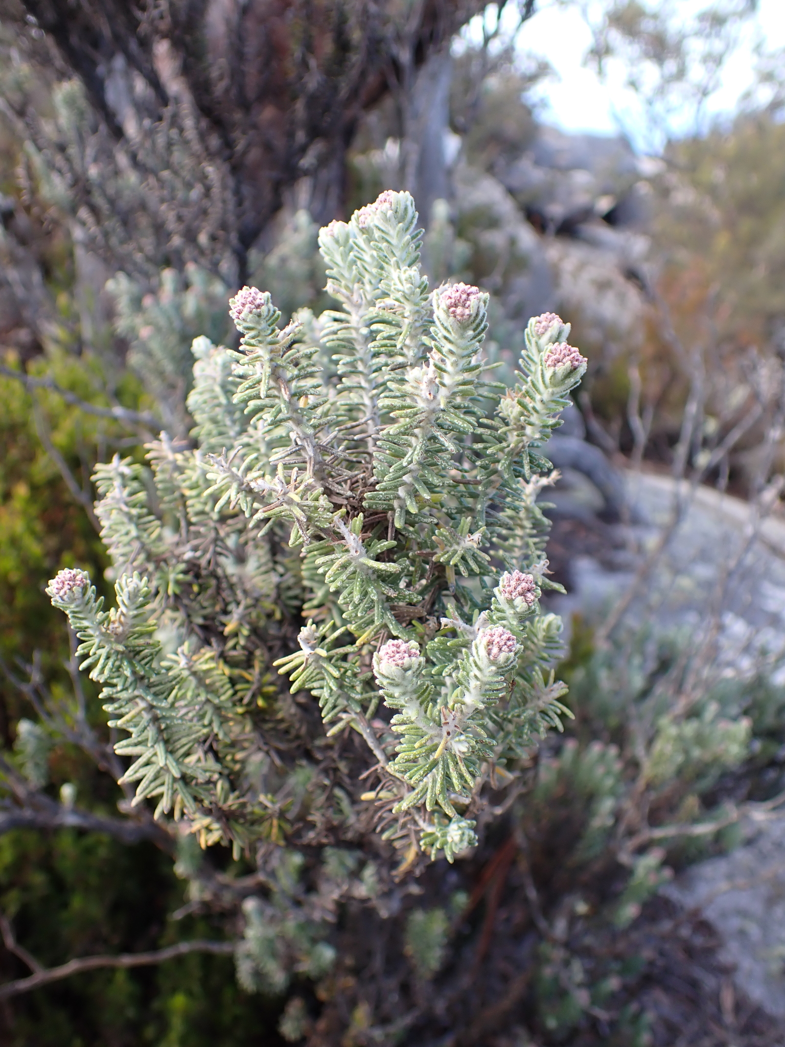 Ozothamnus buchananii