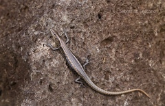 Cryptoblepharus poecilopleurus paschalis