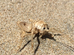 Rhachocnemis validus