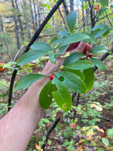 Ilex laevigata, photograph 2