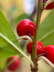 Ilex laevigata, photograph author not stated, no rights reserved