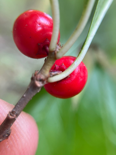Ilex laevigata, photograph 3
