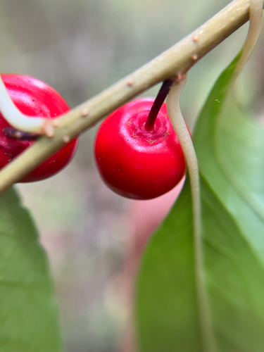 Ilex laevigata, photograph 4