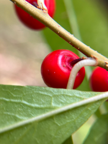 Ilex laevigata, photograph 5