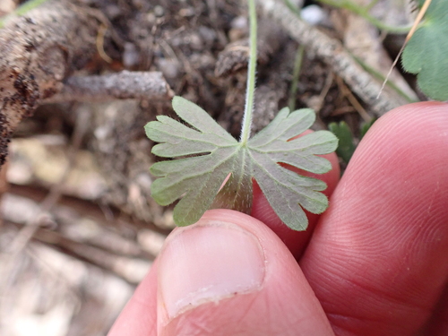 Image of Geranium potentilloides by (c) Nina Kerr, some rights reserved (CC BY)