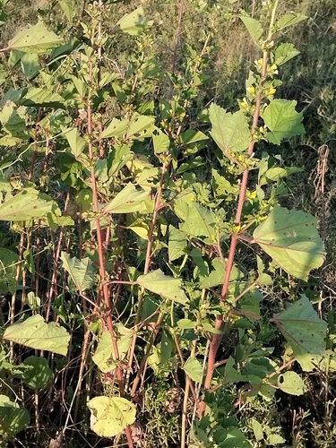 Image of Malachra alceifolia by no rights reserved