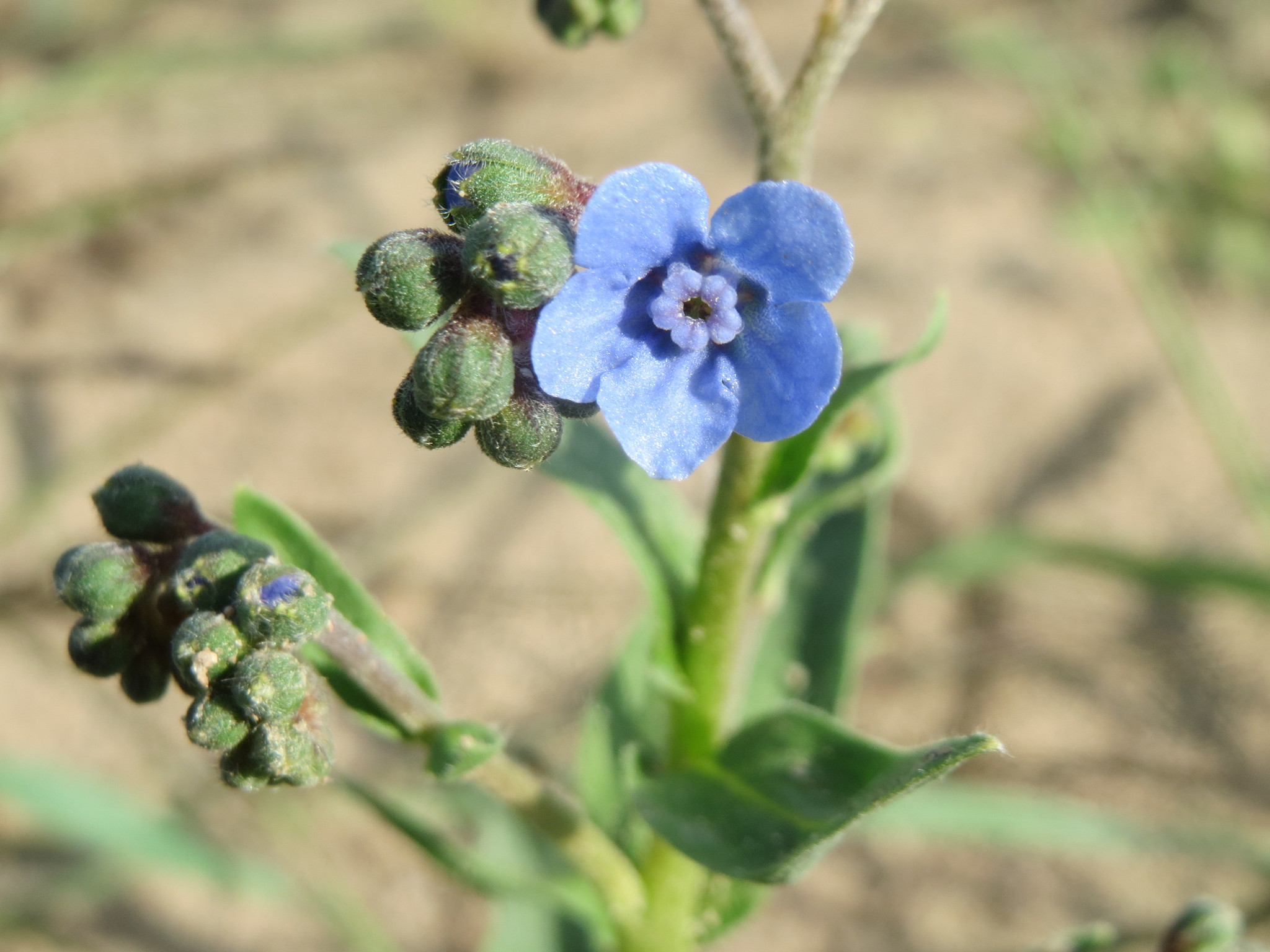 Cynoglossum amabile