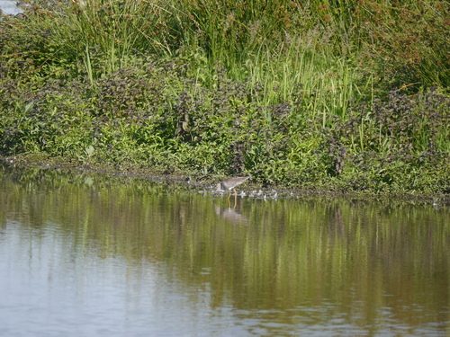 Common Redshank, Zuid-Holland, Nederland, photo 7 of 10