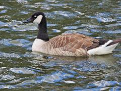 Branta canadensis