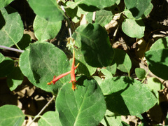 Lonicera arizonica