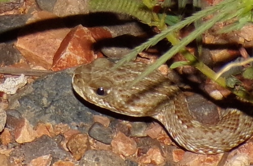 Basilisk Rattlesnake
