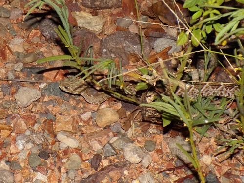 Basilisk Rattlesnake