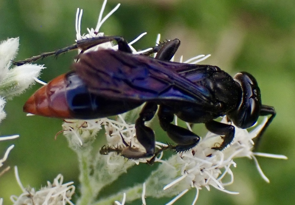 Larra analis