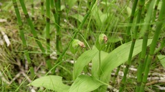 Cypripedium