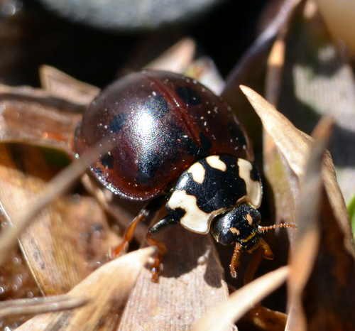 Fifteen-spotted Lady Beetle (Anatis labiculata), a species recorded in Missouri