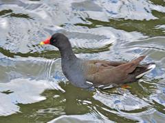 Gallinula chloropus