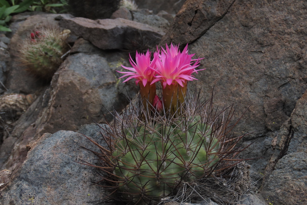 Eriosyce coimasensis