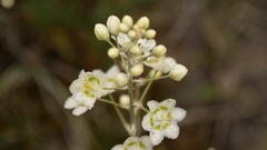 Melanthieae