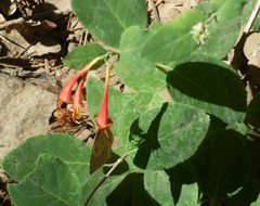 Lonicera arizonica