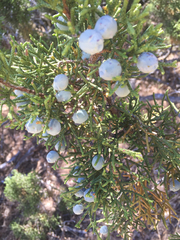 Juniperus californica