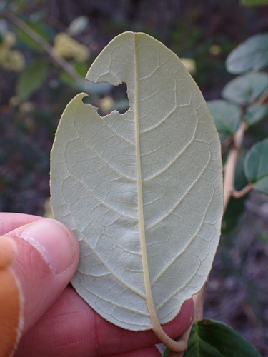 Image of Pomaderris elliptica by (c) Nina Kerr, some rights reserved (CC BY)