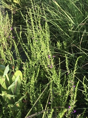 Triodanis leptocarpa