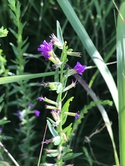 Triodanis leptocarpa