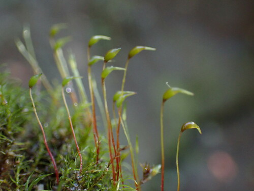 Dicranella schreberiana, 2024-10-04