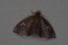 Perispasta caeculalis