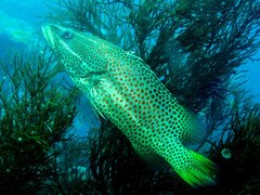 Anyperodon leucogrammicus