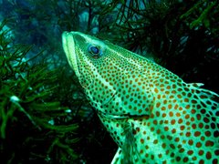 Anyperodon leucogrammicus