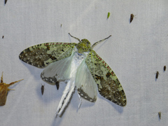 Phenax variegata